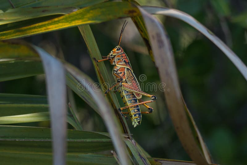 Florida's Giant Orange Lubber Stock Photos Free & RoyaltyFree Stock Photos from