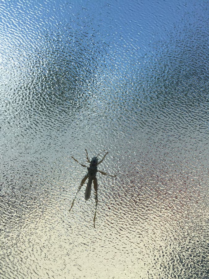 Grasshopper on frosted glass window royalty free stock images