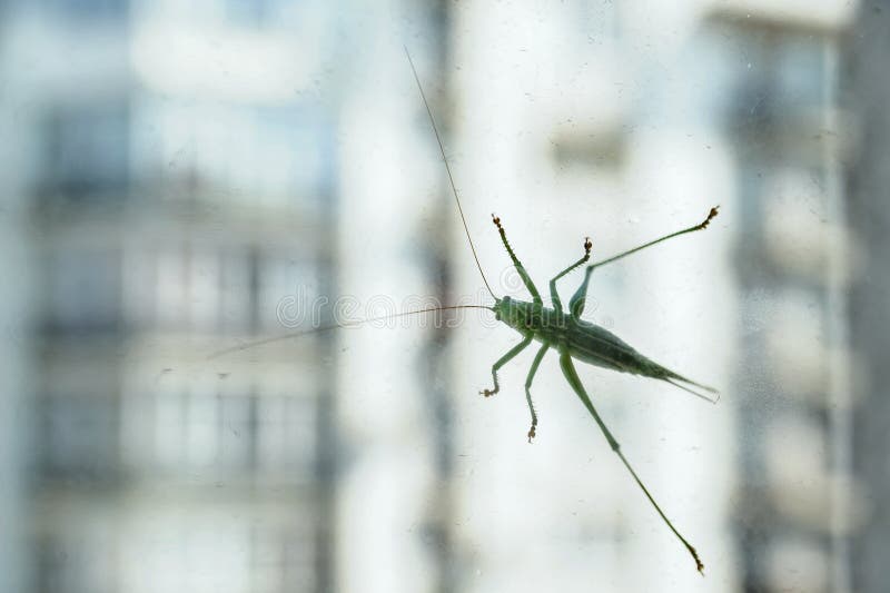 The grasshopper is on the glass royalty free stock photo