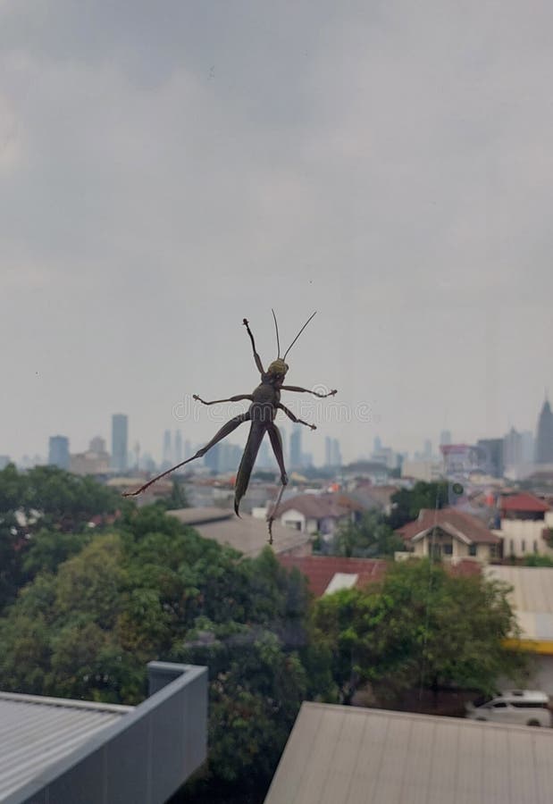 Grasshopper on the glass stock image