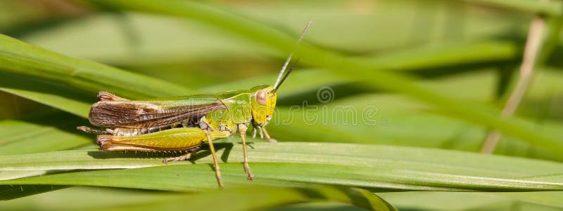 Unchanged Cheetah pellet A grasshopper on the grass stock photo. Image of green - 23721798