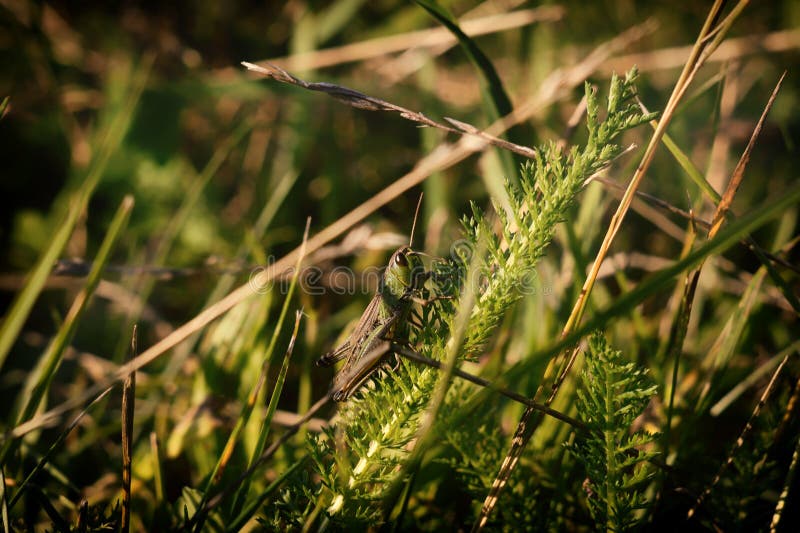 Kobylka hmyzí zvíře v trávě v přírodě.