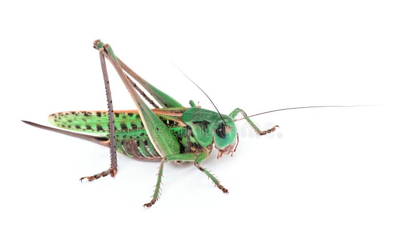 Grasshopper isolated on white