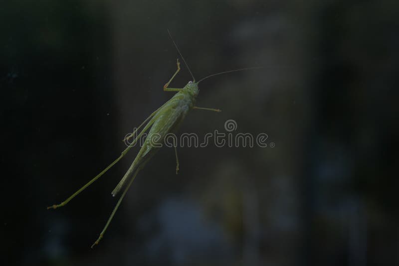 Grasshopper larva that clings to the window glass royalty free stock images