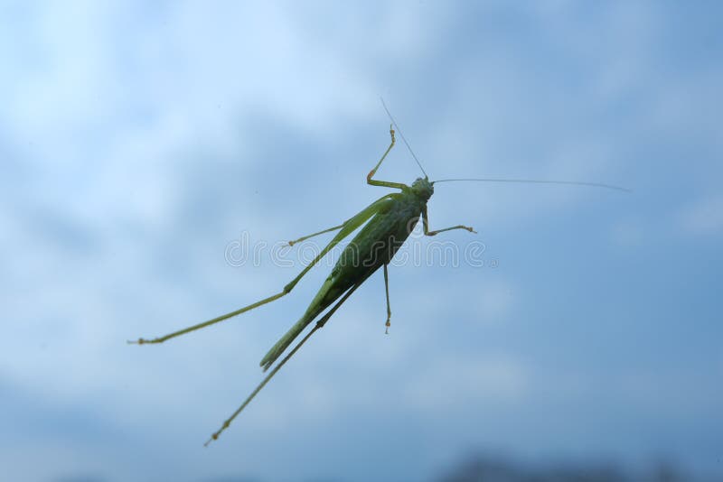 Grasshopper larva that clings to the window glass royalty free stock photography