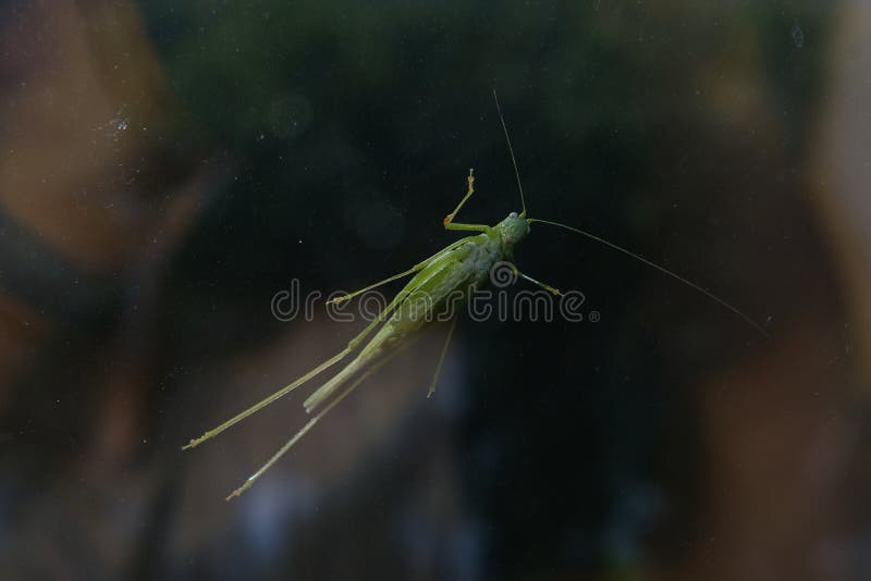 Grasshopper larva that clings to the window glass royalty free stock photos