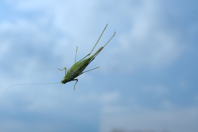 Grasshopper larva that clings to the window glass stock photo