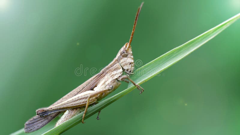 Grasshopper on a leaf macro koh phayam thailand royalty-vrije stock foto's