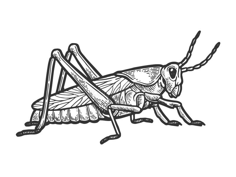 Grasshopper locust engraving vector illustration