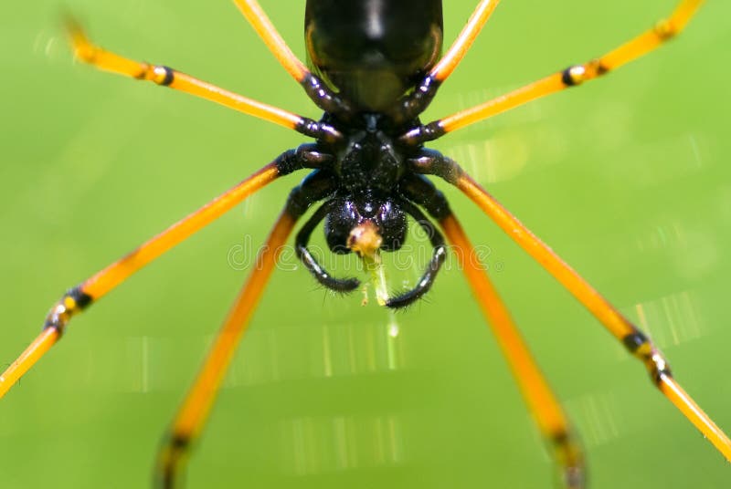 Spider so koníkov na obed chytil na svojom webe.