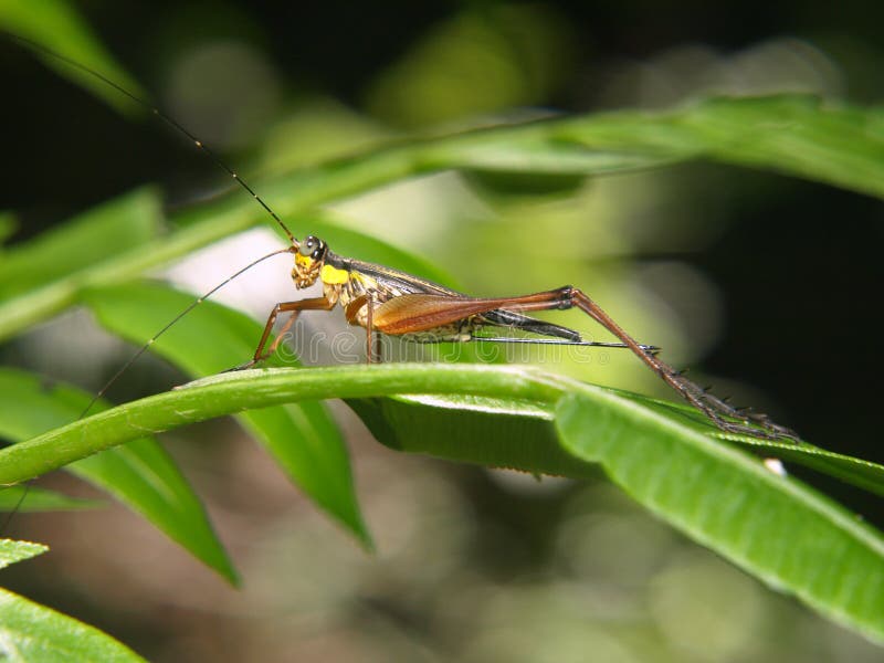 Grasshopper Macro