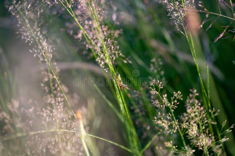 Grasshopper in a meadow stock image. Image of antenna Biology Diagrams