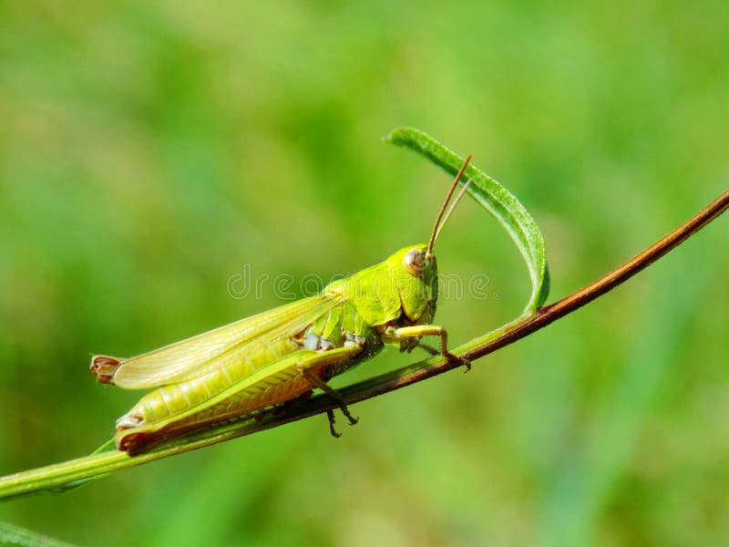 Grasshopper on meadow plant in wild nature stock image Grasshopper on meadow plant in wild nature stock image