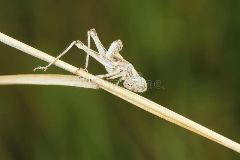 A Grasshopper Shell Close-up Stock Image - Image of pets ...
