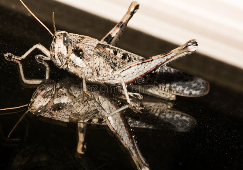 Grasshopper With Orange Outlines On Top Of Glass Reflection royalty free stock photography