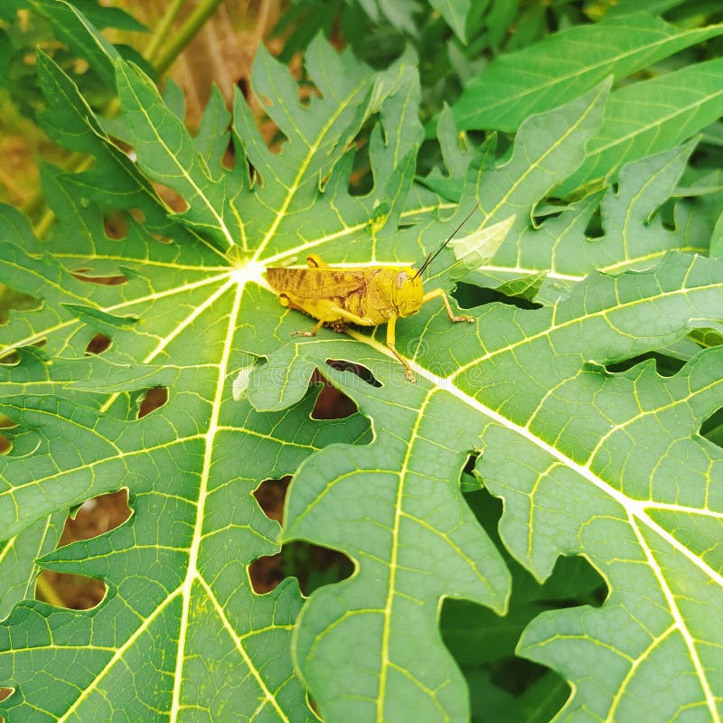 on papaya leaf stock photo. Image of shrub 233410734