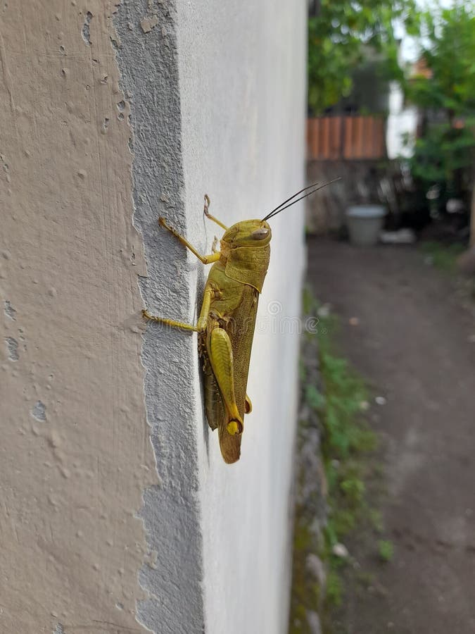 The grasshopper is perched on the wall
