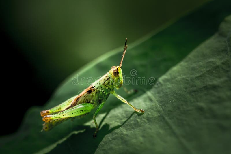 Grasshopper perching on leaf