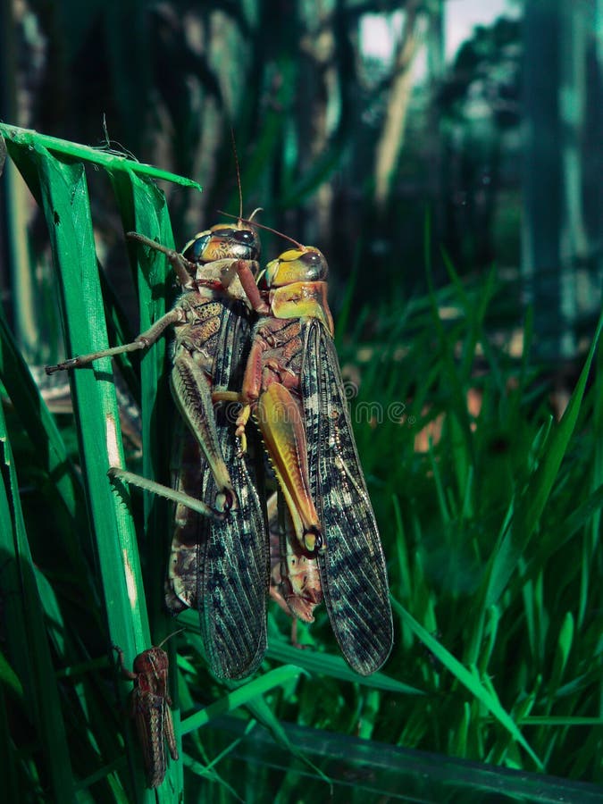 Grasshopper reproduction