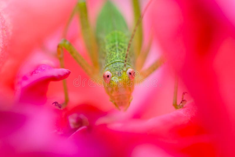 Grasshopper in a rose