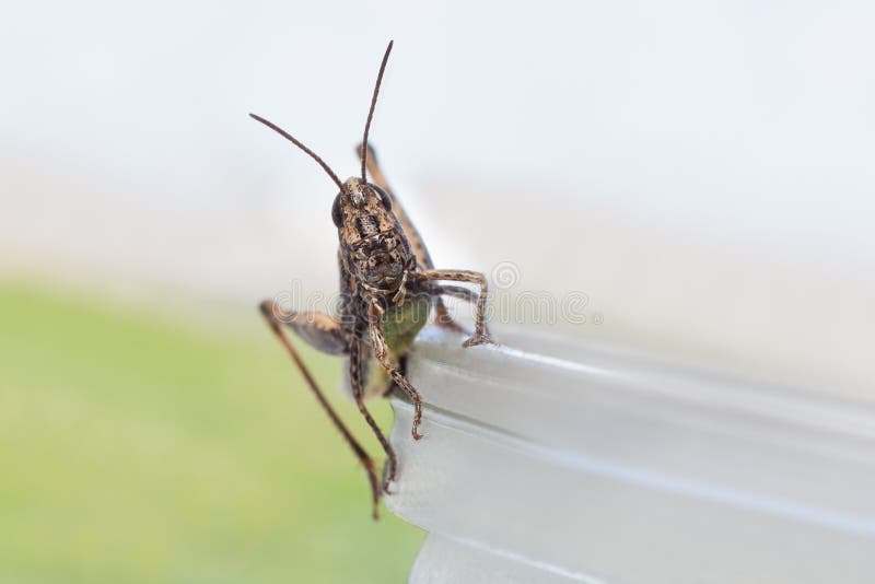 Grasshopper sitting on a glass jar royalty free stock photography