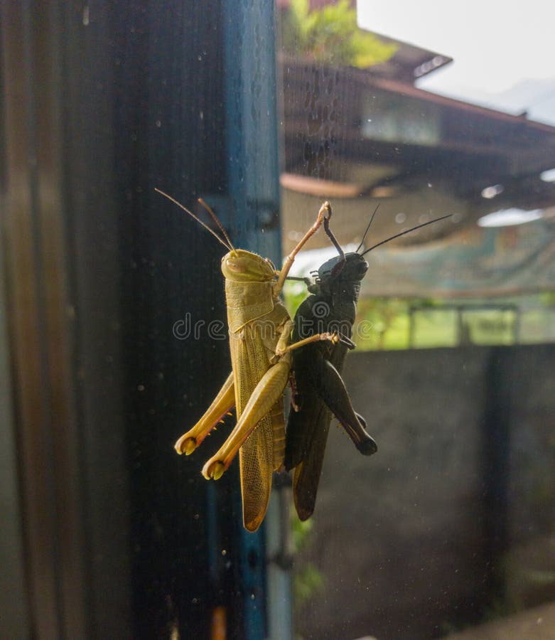 Grasshopper stuck to the glass royalty free stock photo