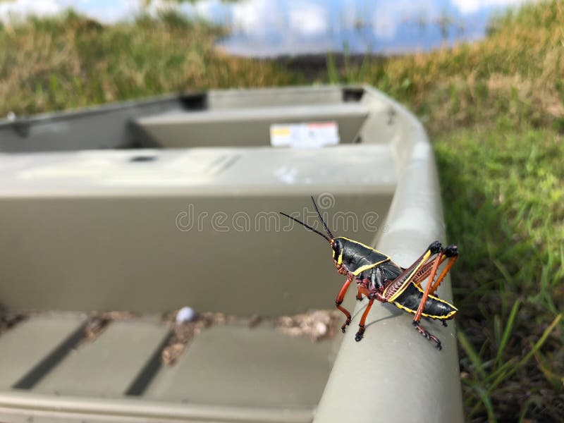 Grasshopper in the swamp stock photo