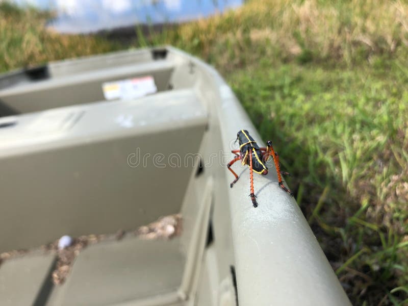 Grasshopper in the swamp royalty free stock photos