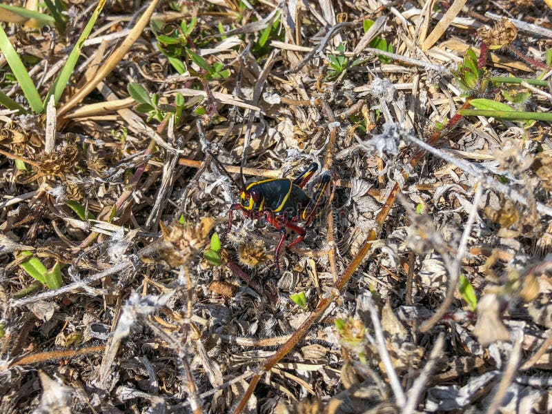 Grasshopper in the swamp royalty free stock photography