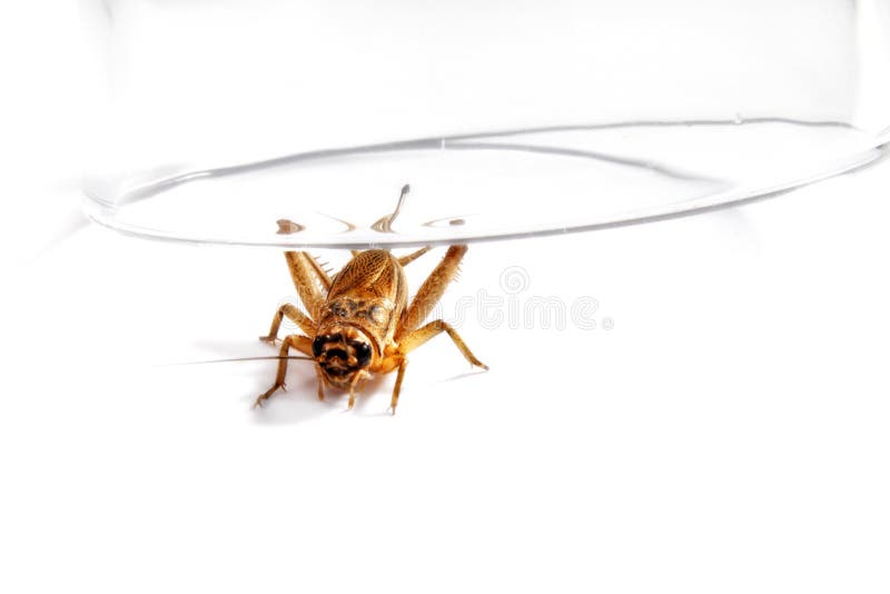 Grasshopper under glass stock photo