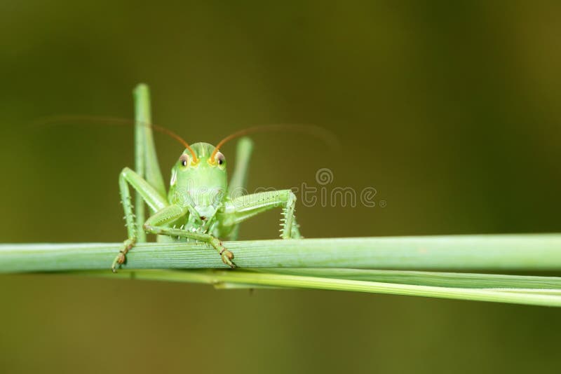 grasshopper κερασφόρος μακρύς στοκ φωτογραφίες με δικαίωμα ελεύθερης χρήσης grasshopper κερασφόρος μακρύς στοκ φωτογραφίες με δικαίωμα ελεύθερης χρήσης