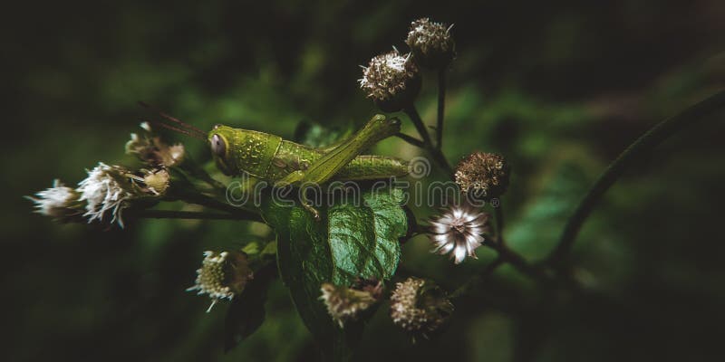 Grasshopper στοκ φωτογραφίες με δικαίωμα ελεύθερης χρήσης Grasshopper στοκ φωτογραφίες με δικαίωμα ελεύθερης χρήσης