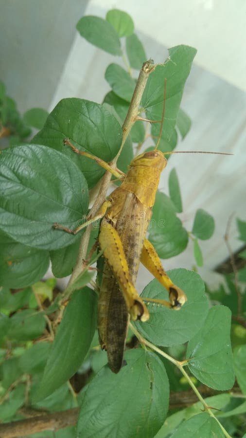 Eat the Green Leaves in the Tree Stock Photo Image of