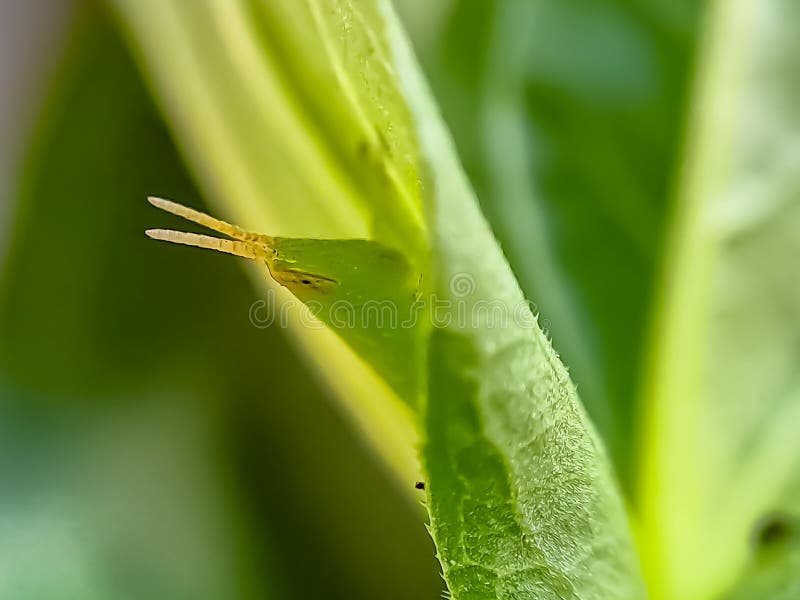 Grasshoppers are a group of insects belonging to the suborder Caelifera perched