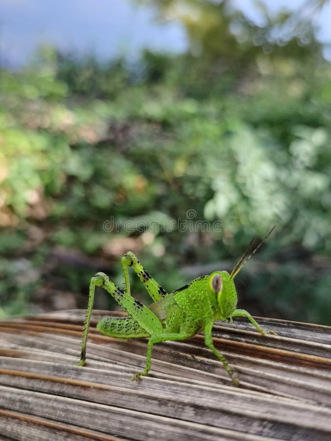 Stock Photos Free & RoyaltyFree Stock Photos from