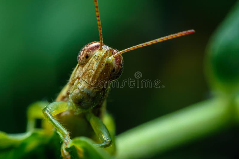 Grasshoppers that are often seen in gardens and destroy crops of farmers