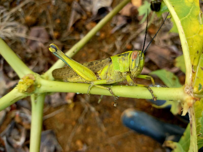 on Papaya Leaves Stock Image Image of leaves, papaya