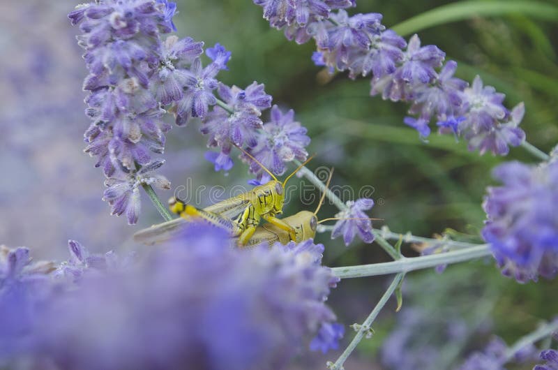 Grasshoppers που απελευθερώνουν το ένα στο άλλο στα λουλούδια στοκ φωτογραφία με δικαίωμα ελεύθερης χρήσης