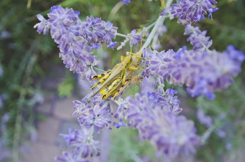Ακρίδες με σακίδια στα μωβ λουλούδια στοκ φωτογραφία