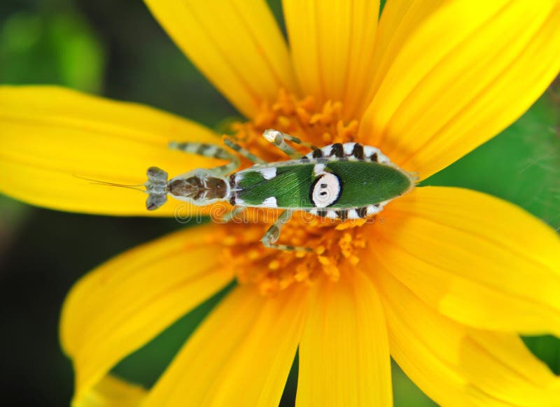 Ακρίδες στα λουλούδια στοκ εικόνες με δικαίωμα ελεύθερης χρήσης