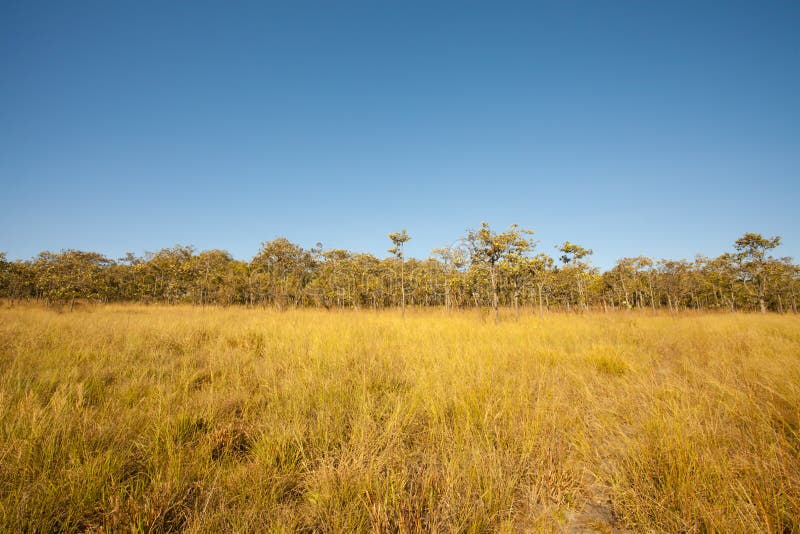 Grassland stock image. Image of field, tree, grass, weather 28909823