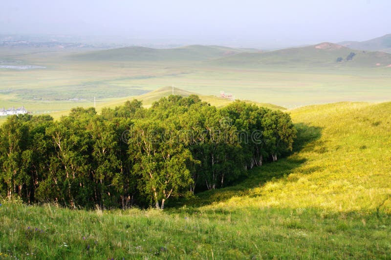 Grassland