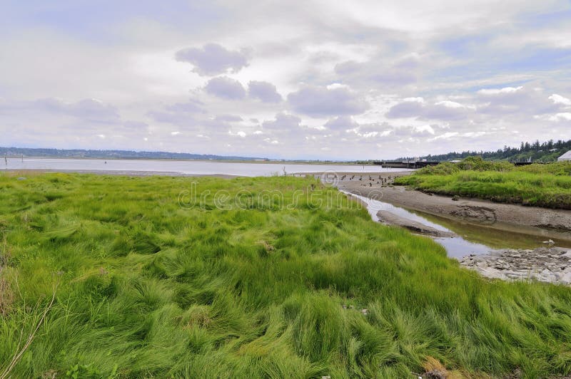 Grassland on the beach stock image. Image of park, nature 35999681