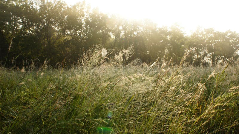 Grassland early morning stock photo. Image of sunrise - 95173906