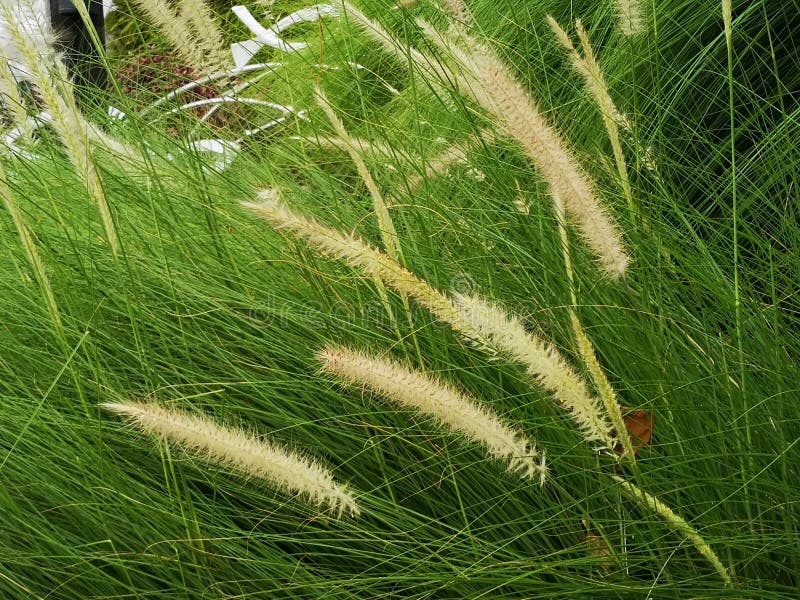 Close Up on the Seed Head on a Stalk of Long Grass Stock Image Image