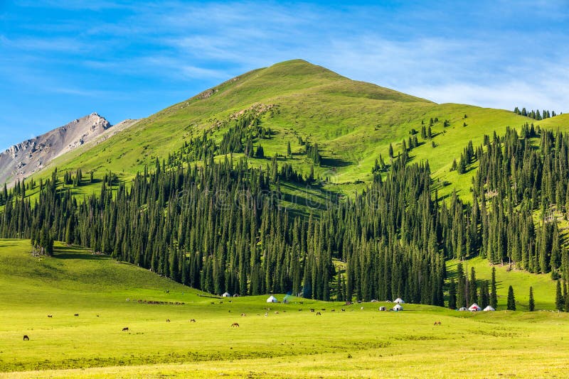 Grassland in nalati,Xinjiang