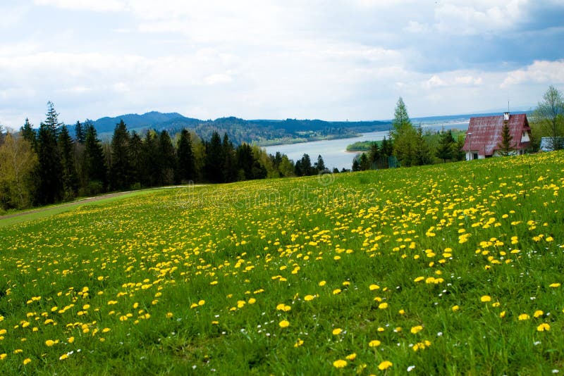 Grassland, Niedzica, Poland Stock Image Image of yellow, trees 5088399
