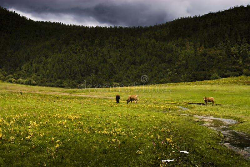 Grassland pasture