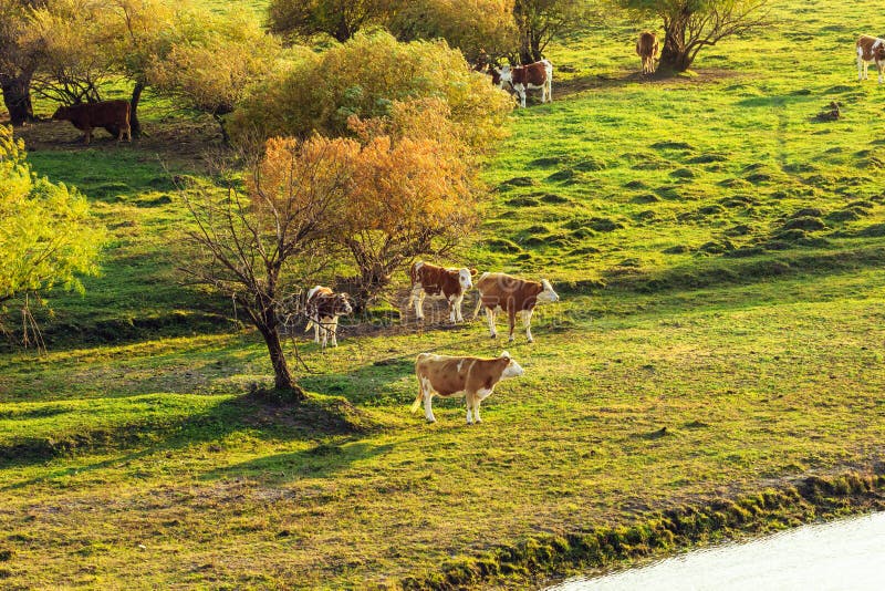 Grassland pasture