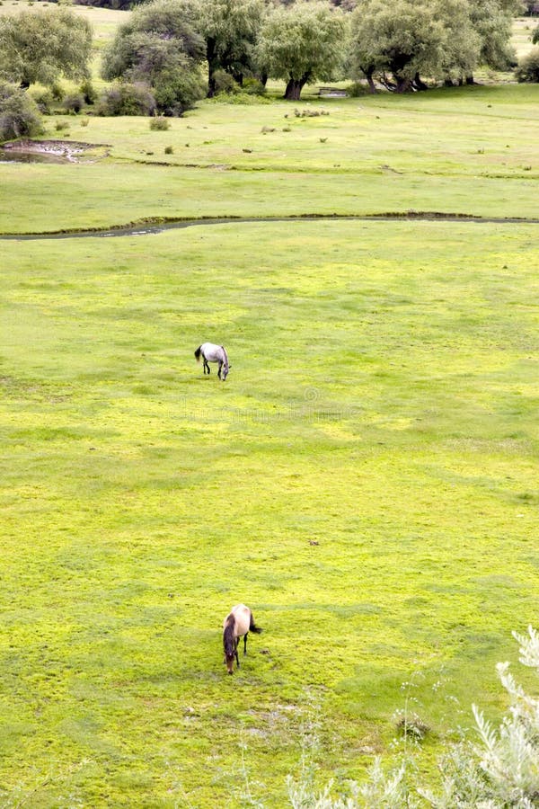 Grassland in wetland stock photo. Image of east, peaceful 16363744